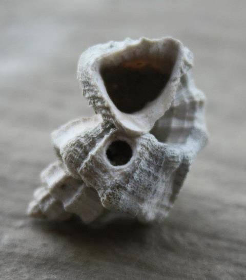 Molto comune, ma sempre affascinante